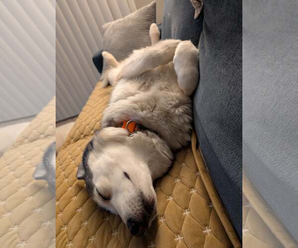Medium Photo #3 Huskies -Unknown Mix Puppy For Sale in Omaha, NE, USA