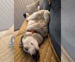Small #2 Huskies  Mix