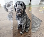 Small #1 Labradoodle