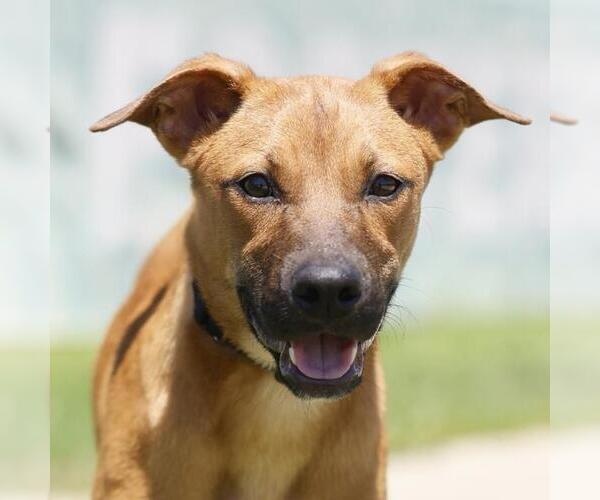 Medium Photo #2 Mutt Puppy For Sale in San Antonio, TX, USA