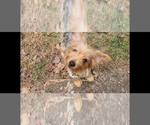 Small Photo #10 Yorkshire Terrier Puppy For Sale in MARIETTA, GA, USA