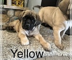 Small Photo #17 Mastiff Puppy For Sale in HESPERIA, CA, USA