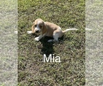 Puppy 2 Beagle