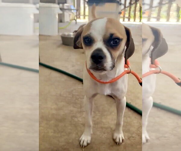 Medium Photo #3 Puggle Puppy For Sale in Temecula, CA, USA