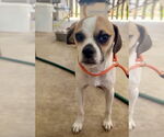 Small #2 Puggle