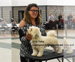 Havanese Puppy for sale in DREXEL, MO, USA