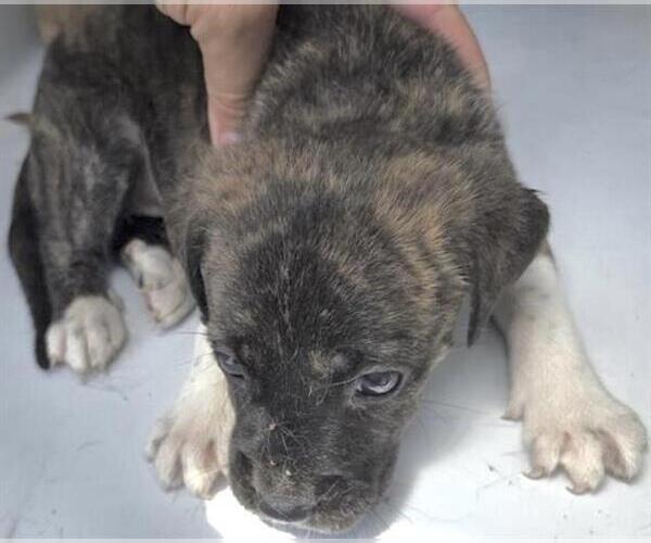 Medium Photo #2 Mutt Puppy For Sale in Houston, TX, USA