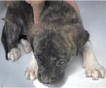 Small #1 Mutt