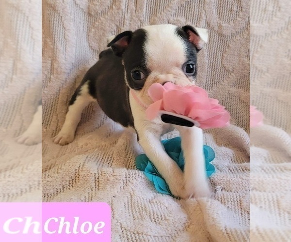 Medium Photo #14 Boston Terrier Puppy For Sale in POMEROY, OH, USA