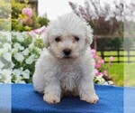 Small Photo #4 Bichon Frise Puppy For Sale in BIRD IN HAND, PA, USA