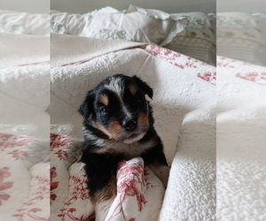 Miniature Australian Shepherd Puppy for sale in WILLIAMSBURG, CO, USA