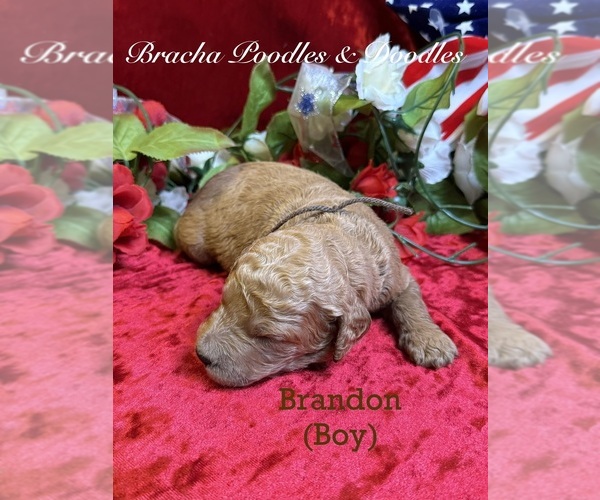 Medium Photo #4 Goldendoodle Puppy For Sale in SAINT CLOUD, MN, USA