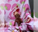 Small Photo #2 Vizsla Puppy For Sale in HOMESTEAD, FL, USA