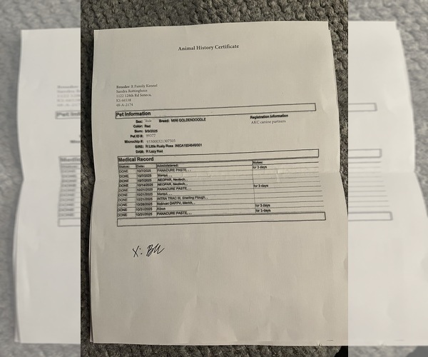 Medium Photo #1 Goldendoodle (Miniature) Puppy For Sale in CLAYTON, NC, USA