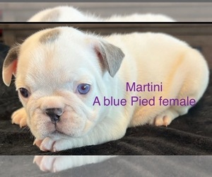 Medium French Bulldog