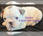 Puppy Martini French Bulldog