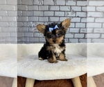 Small #13 Yorkshire Terrier