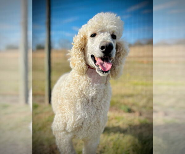 Medium Photo #2 Poodle (Standard) Puppy For Sale in Pacolet, SC, USA