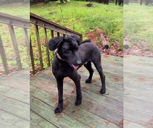 Goldendoodle Dogs for adoption in Scottsboro, AL, USA
