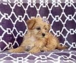 Small Photo #7 Poodle (Miniature)-Shorkie Tzu Mix Puppy For Sale in LAKELAND, FL, USA