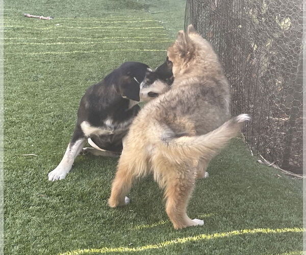 Medium Photo #3 German Shepherd Dog-Unknown Mix Puppy For Sale in San Diego, CA, USA