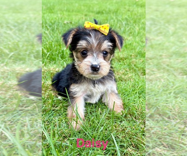 Medium Photo #3 YorkiePoo Puppy For Sale in FAIR HAVEN, MI, USA