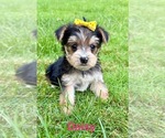 Small #2 YorkiePoo