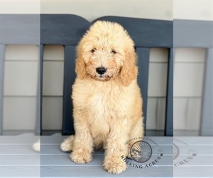 Goldendoodle Puppy for sale in MARYVILLE, MO, USA