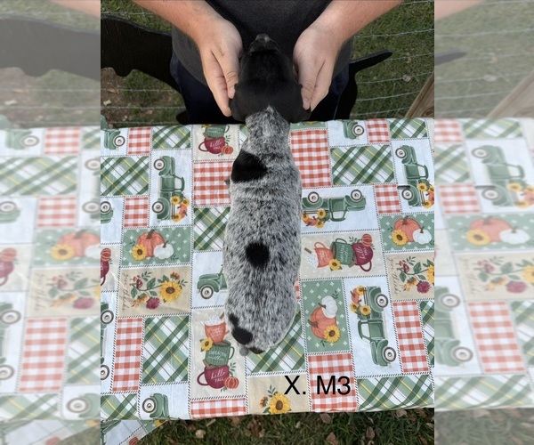 Medium Photo #6 German Shorthaired Pointer Puppy For Sale in ARGONNE, WI, USA