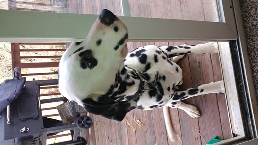 View Ad Dalmatian Puppy for Sale near North Carolina