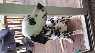 Dalmatian Puppy for sale in WINSTON SALEM, NC, USA