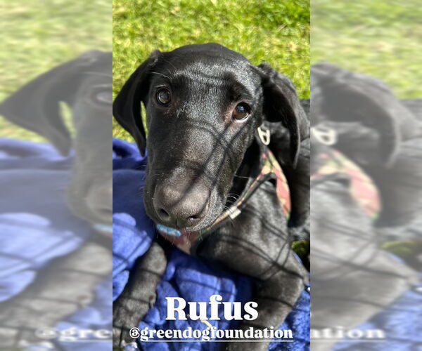 Medium Photo #1 Great Dane-Labrador Retriever Mix Puppy For Sale in Lake Elsinore, CA, USA