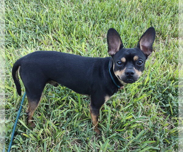 Medium Photo #3 Chihuahua-Unknown Mix Puppy For Sale in New York, NY, USA