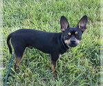 Small #2 Chihuahua Mix