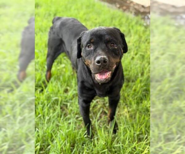 Medium Photo #2 Rottweiler Puppy For Sale in Riverside, CA, USA