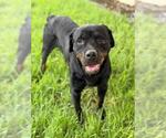 Small #1 Rottweiler