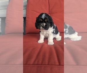 Cocker Spaniel Puppy for sale in GOSHEN, IN, USA