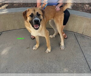 HARLEY - Male Anatolian Shepherd-Unknown Mix Dog for Adoption - Photo #4
