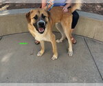 Small #3 Anatolian Shepherd Mix
