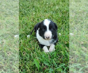 Border Collie Puppy for Sale in WEST LIBERTY, Kentucky USA
