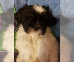 Small Photo #2 Shih Tzu Puppy For Sale in N PORT, FL, USA