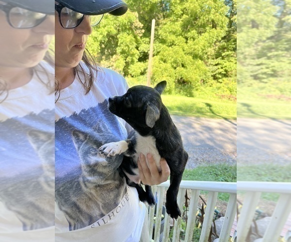 Medium Photo #14 French Bullhuahua Puppy For Sale in SPRAGGS, PA, USA