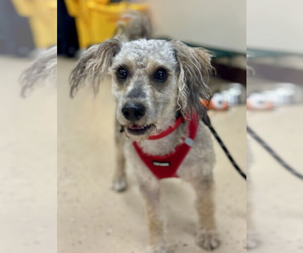 Medium Photo #5 Dachshund-Unknown Mix Puppy For Sale in Mundelein, IL, USA