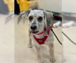 Small #4 Dachshund Mix