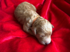 Small Photo #8 Goldendoodle Puppy For Sale in MIDLOTHIAN, VA, USA