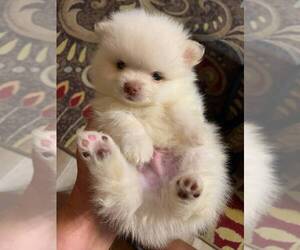 Pomeranian Puppy for Sale in BOCA RATON, Florida USA