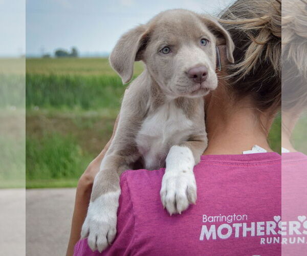 Medium Photo #6 Labmaraner Puppy For Sale in Huntley, IL, USA