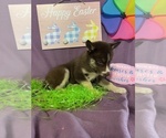 Small Photo #20 Siberian Husky Puppy For Sale in DEARBORN, MO, USA