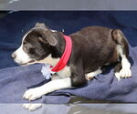 Small #1 Boston Terrier Mix