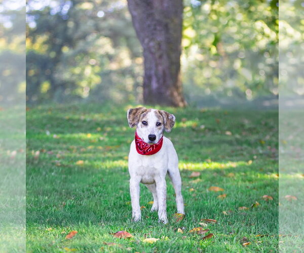 Medium Photo #7 Plott Hound-Unknown Mix Puppy For Sale in Unionville, PA, USA